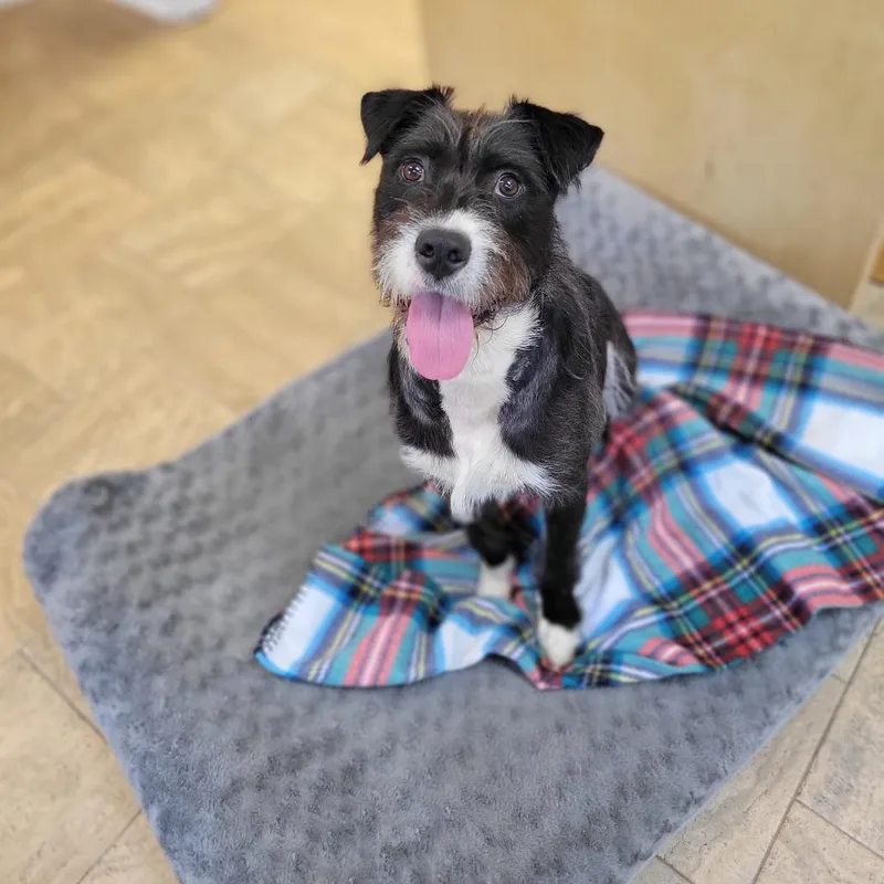 An adult medium-sized male Black Wirehaired Terrier dog named Brewski for adoption in Montgomery, AL