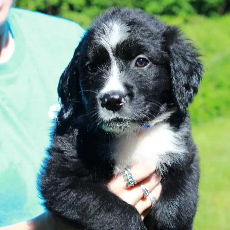 A baby medium-sized male Black Border Collie dog named Ct Cap'n Crunch Avail for adoption in Stormville, NY