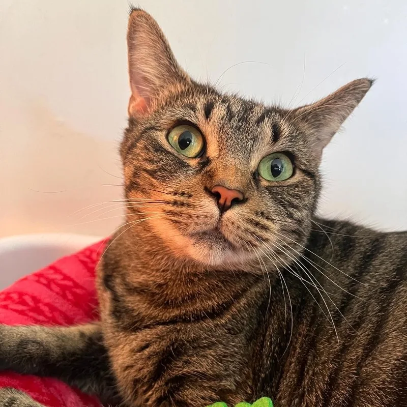 An adult medium-sized female Tabby (Brown / Chocolate) Domestic Short Hair cat named Lily for adoption in Chicago, IL