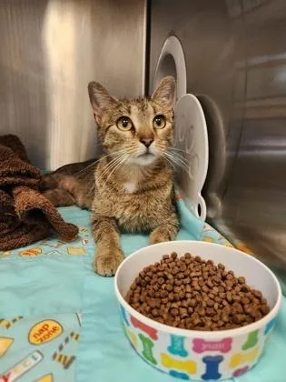 An adult small-sized female Domestic Short Hair cat named Florence for adoption in Independence, MO