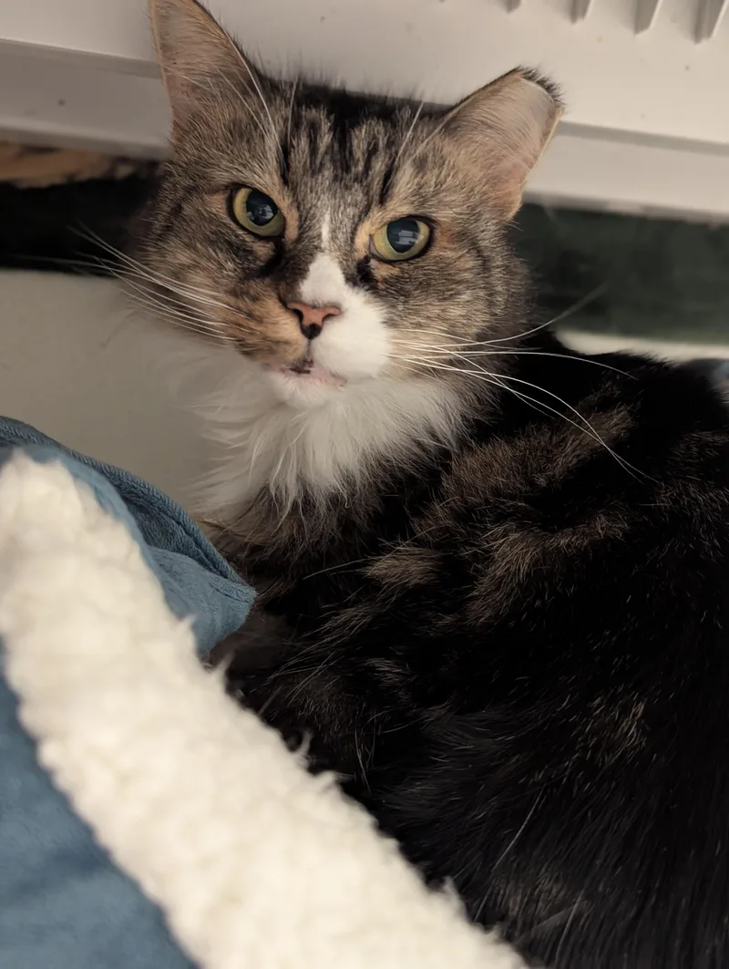 A senior medium-sized male Tabby (Brown / Chocolate) Domestic Medium Hair cat named Peter for adoption in Salem, MA