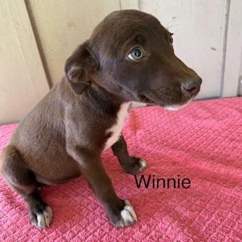 A baby medium-sized female Brown / Chocolate Mixed Breed dog named Winnie for adoption in Alexandria, VA