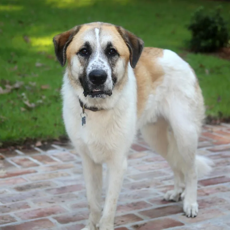 A young large-sized male White / Cream Great Pyrenees dog named Sammy S for adoption in Natchitoches, LA
