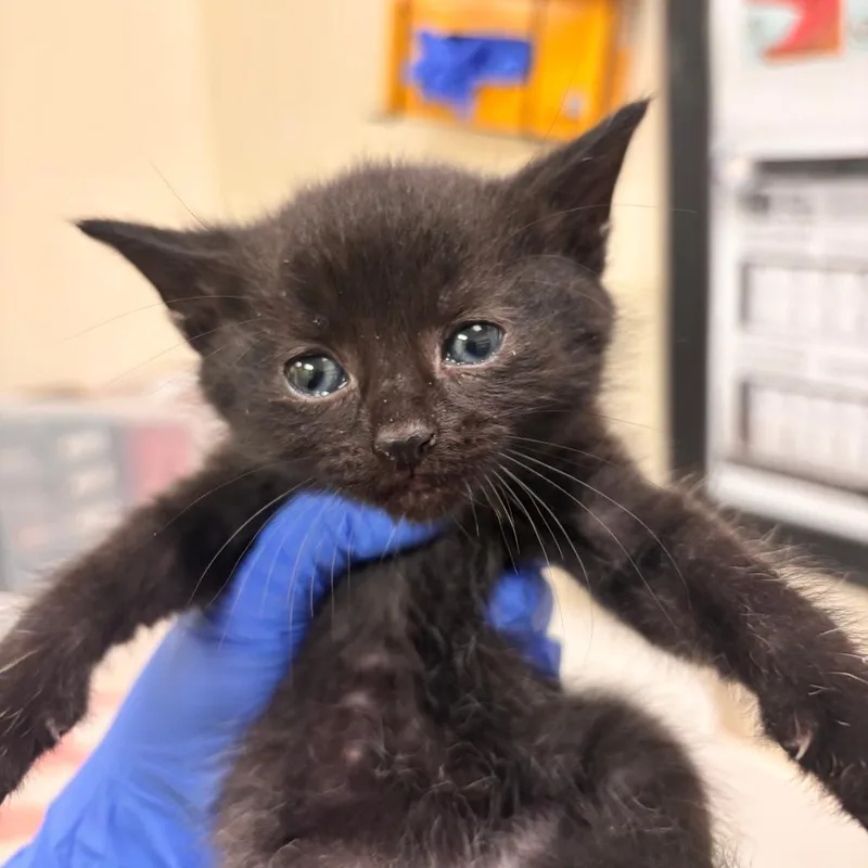 A baby small-sized male Black Domestic Short Hair cat named Snowman for adoption in Lynchburg, VA