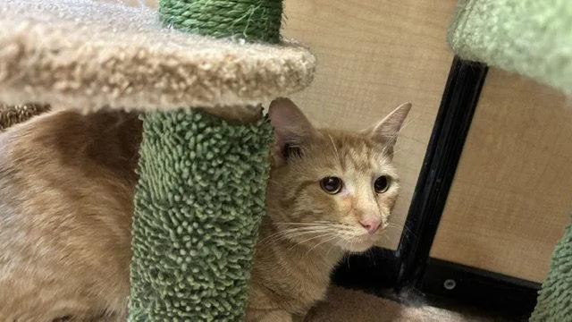 An adult medium-sized male Orange / Red Domestic Short Hair cat named Tiggie for adoption in Wheaton, IL