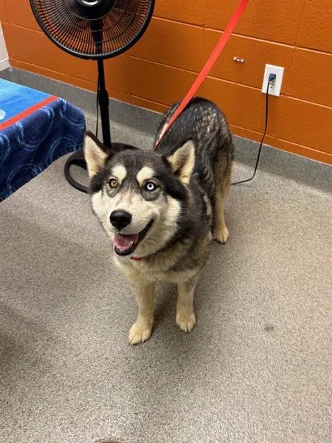 A young medium-sized female Husky dog named Selma for adoption in Huntsville, AL