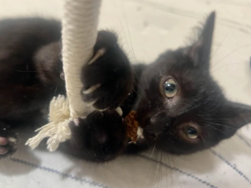 A baby small-sized male American Shorthair cat named Mario for adoption in North Bergen, NJ