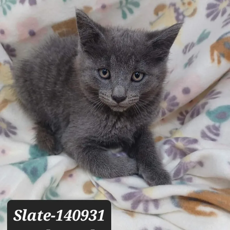 A baby small-sized male Domestic Short Hair cat named Slate for adoption in New Tazewell, TN