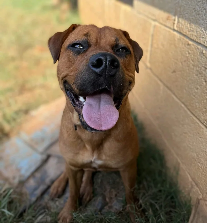 An adult medium-sized female Brown / Chocolate Mixed Breed dog named Rosie for adoption in Stanley, NC