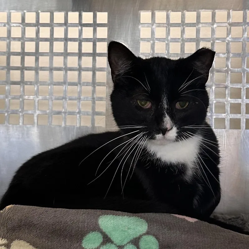 An adult small-sized male Black Domestic Short Hair cat named Ambush for adoption in Mount Vernon, IN