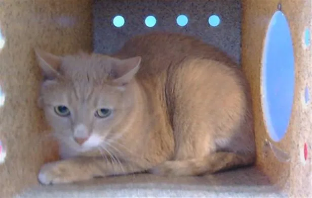An adult medium-sized male Domestic Short Hair cat named Mateo for adoption in Gardena, CA