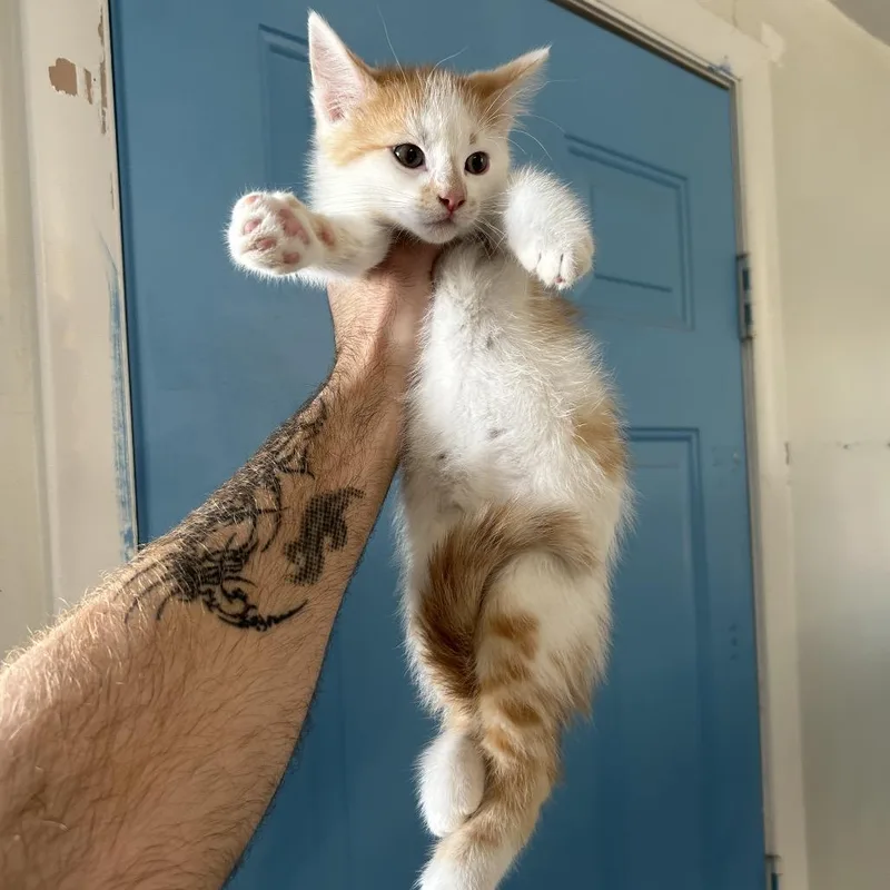 A baby small-sized male White Domestic Short Hair cat named Sammie for adoption in Denver, CO