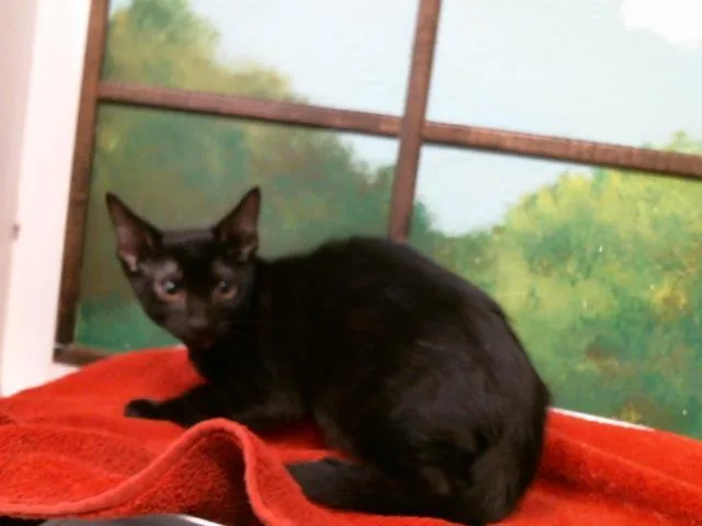 A baby small-sized female Domestic Short Hair cat named Forest for adoption in Houston, TX
