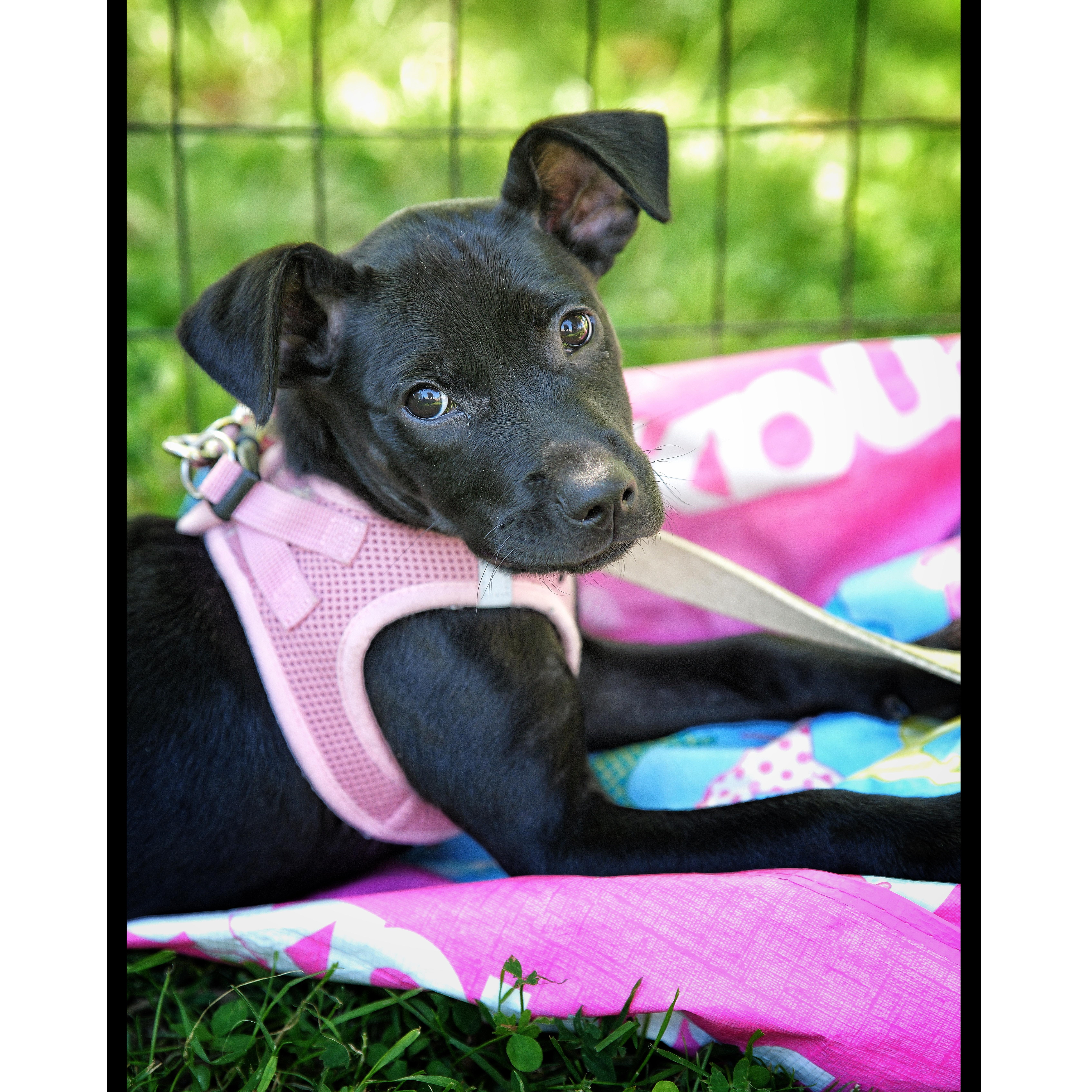 A baby small-sized female Black Terrier dog named Frida for adoption in Abington, PA