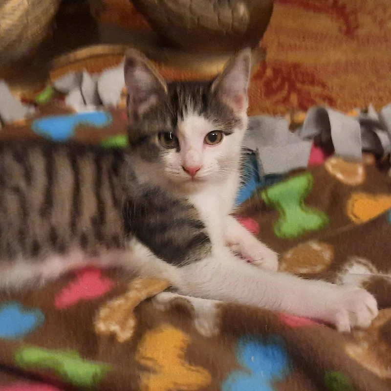 A baby medium-sized female Tabby (Brown / Chocolate) Domestic Short Hair cat named Violet for adoption in Silverton, OR