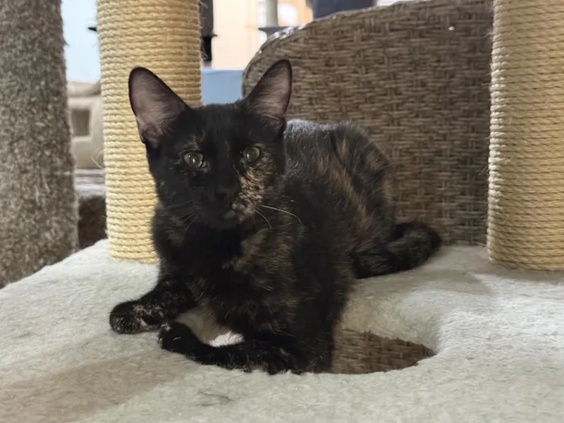 A young medium-sized female Black Tortoiseshell cat named Nutmeg Spicewood for adoption in Chandler, AZ