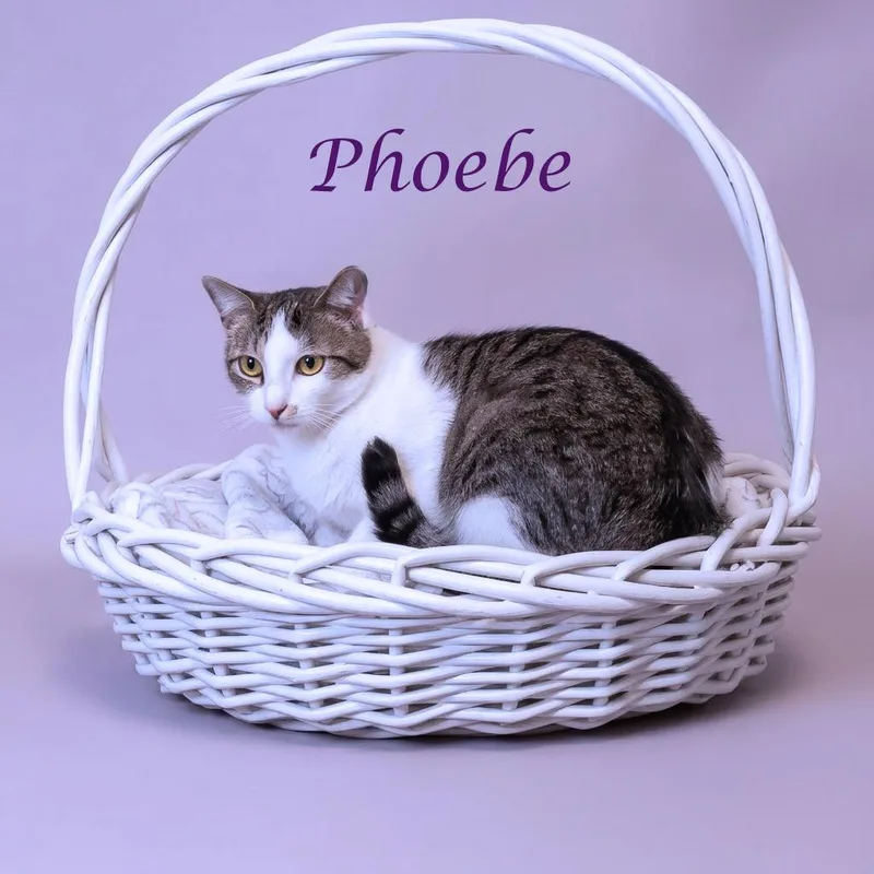 A young medium-sized female Brown / Chocolate Domestic Short Hair cat named Phoebe C for adoption in Lebanon, TN