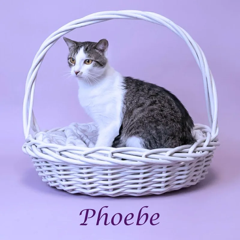 Phoebe C thumbnail 2
