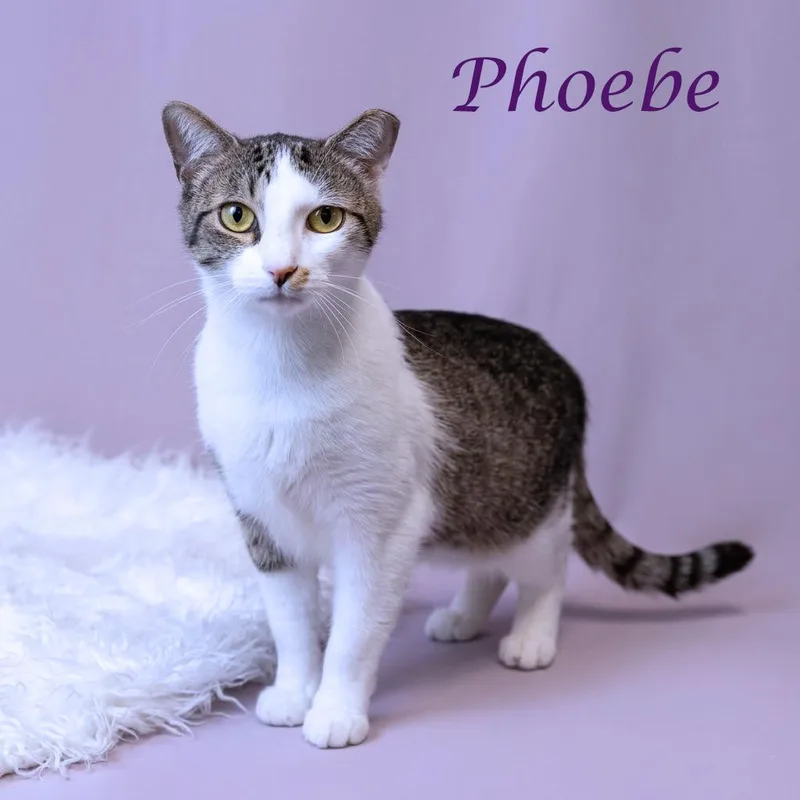 Phoebe C thumbnail 3