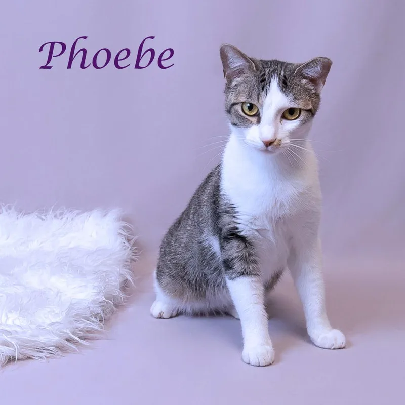 Phoebe C thumbnail 4
