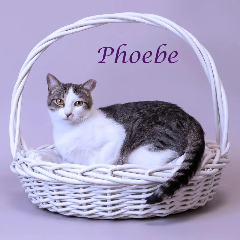 Phoebe C thumbnail 5