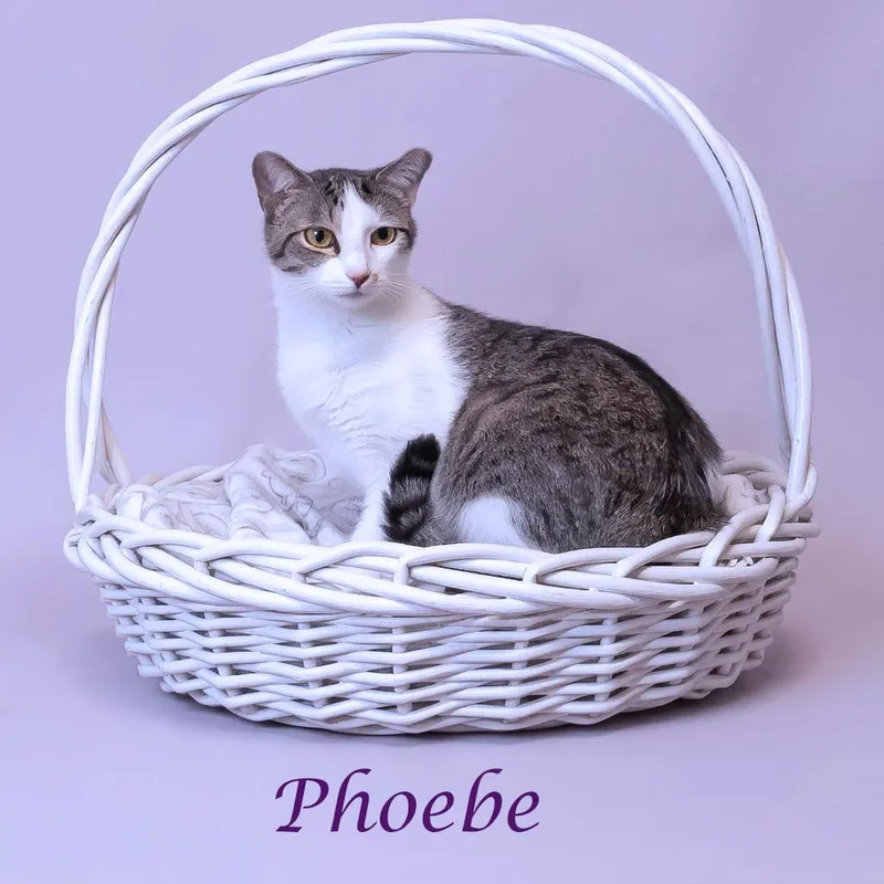 Phoebe C thumbnail 6