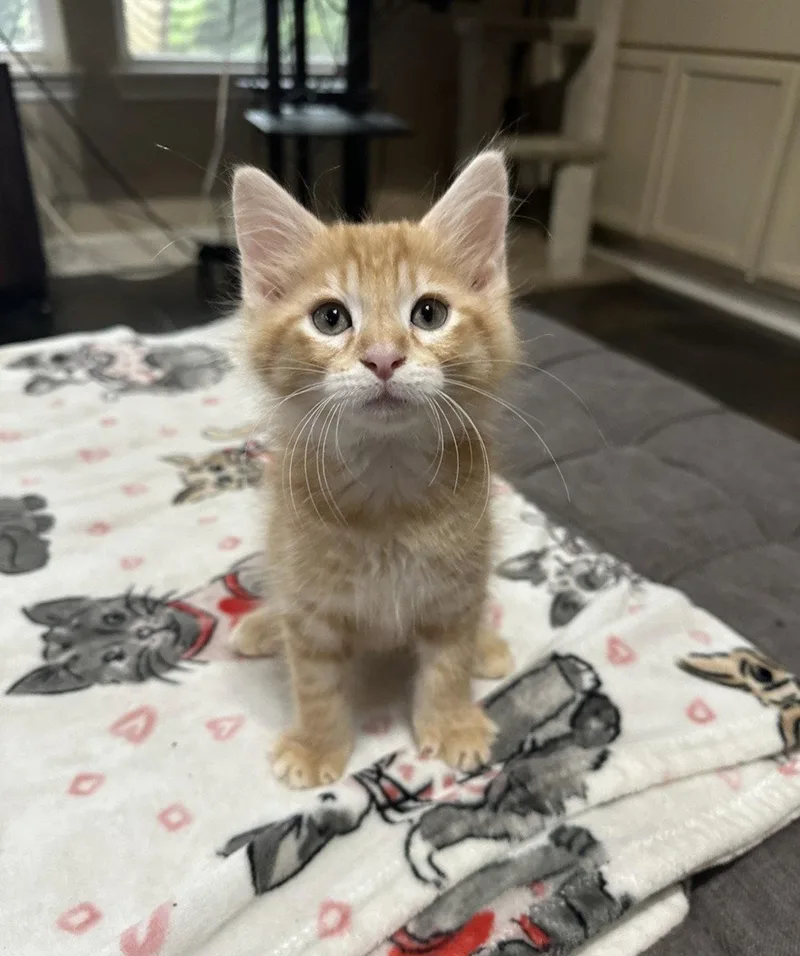 A baby large-sized male Orange / Red Domestic Long Hair cat named Paprika for adoption in Rosenberg, TX