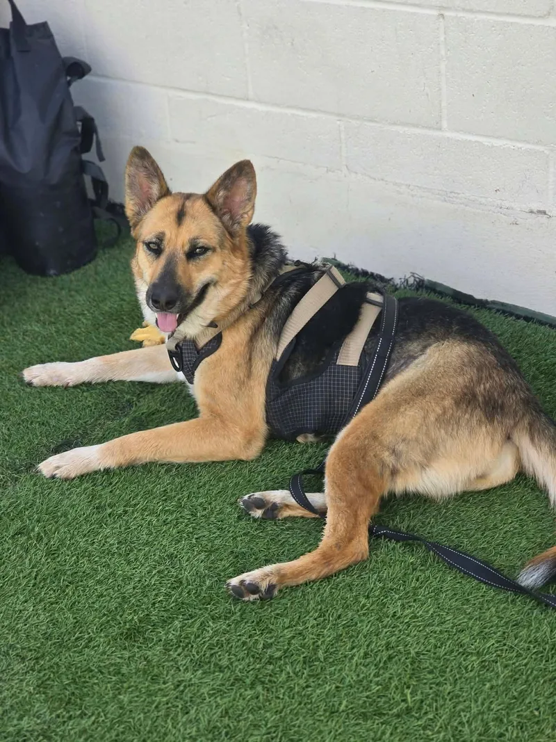 An adult large-sized female German Shepherd Dog dog named Arlee for adoption in Visalia, CA