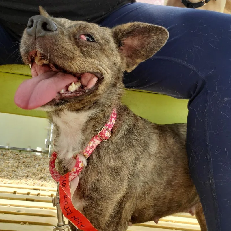 An adult small-sized female Brindle Mixed Breed dog named Princess Vespa for adoption in Fredericksburg, VA