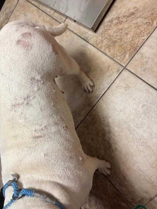 An adult large-sized female White / Cream Mixed Breed dog named Anna for adoption in Cincinnati, OH