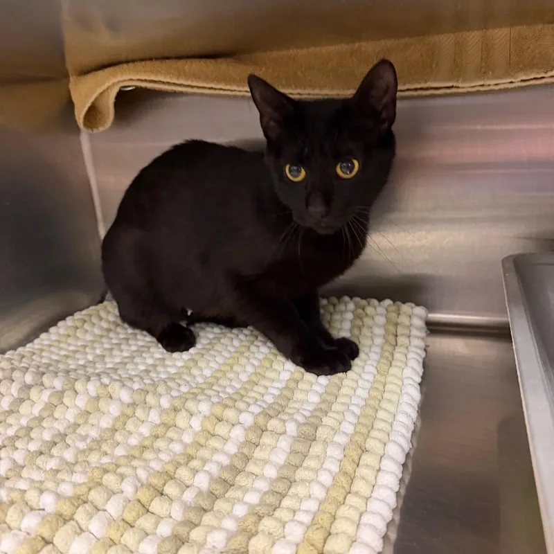 An adult medium-sized female Black Domestic Short Hair cat named Cosmic Brownie for adoption in Hamburg, NY