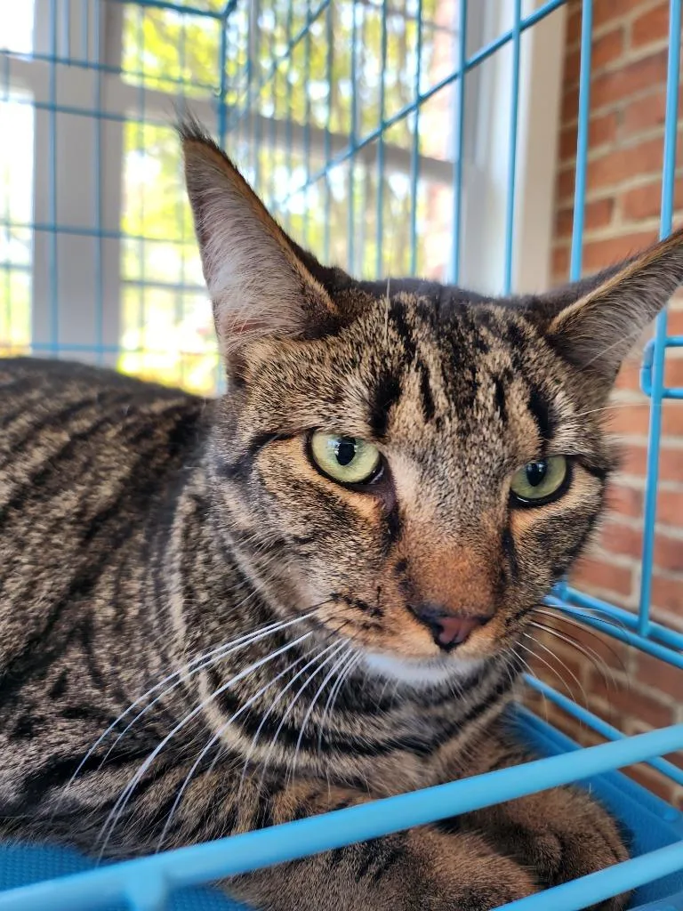 An adult small-sized male Domestic Short Hair cat named Rowan for adoption in Pitman, NJ