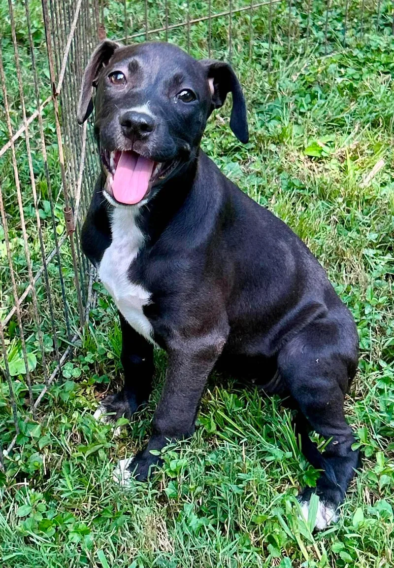 A baby medium-sized female Black Labrador Retriever dog named Giselle for adoption in Watertown, CT