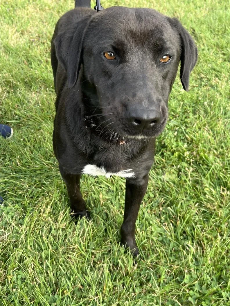 A young medium-sized male Black Black Labrador Retriever dog named Benny for adoption in Medina, OH