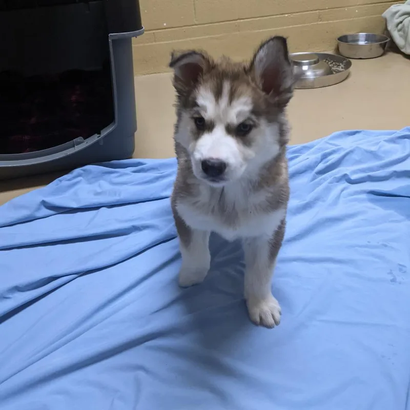 An adult large-sized male White / Cream Husky dog named Enzo for adoption in Incline Village, NV