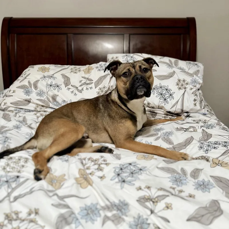 Boo Bear thumbnail 2