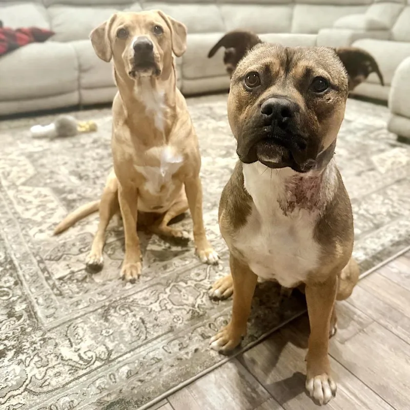 Boo Bear thumbnail 3