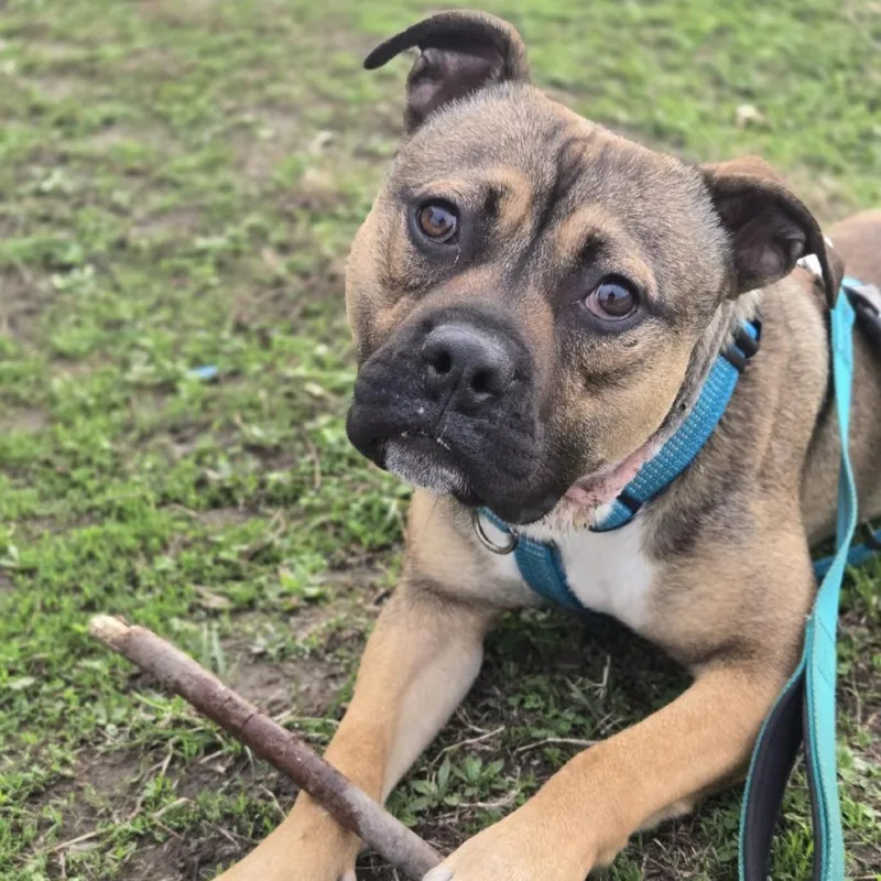 Boo Bear thumbnail 4