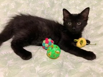 A baby small-sized female Domestic Short Hair cat named Dolly for adoption in Pompano Beach, FL