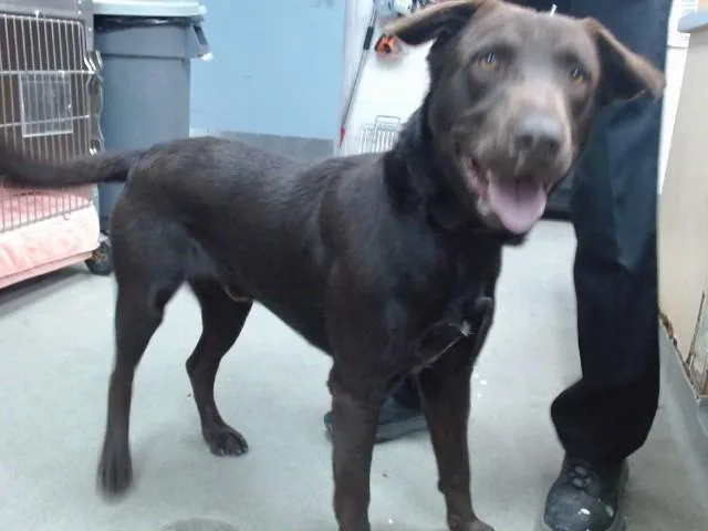A young large-sized male Labrador Retriever dog named Axel for adoption in Salinas, CA
