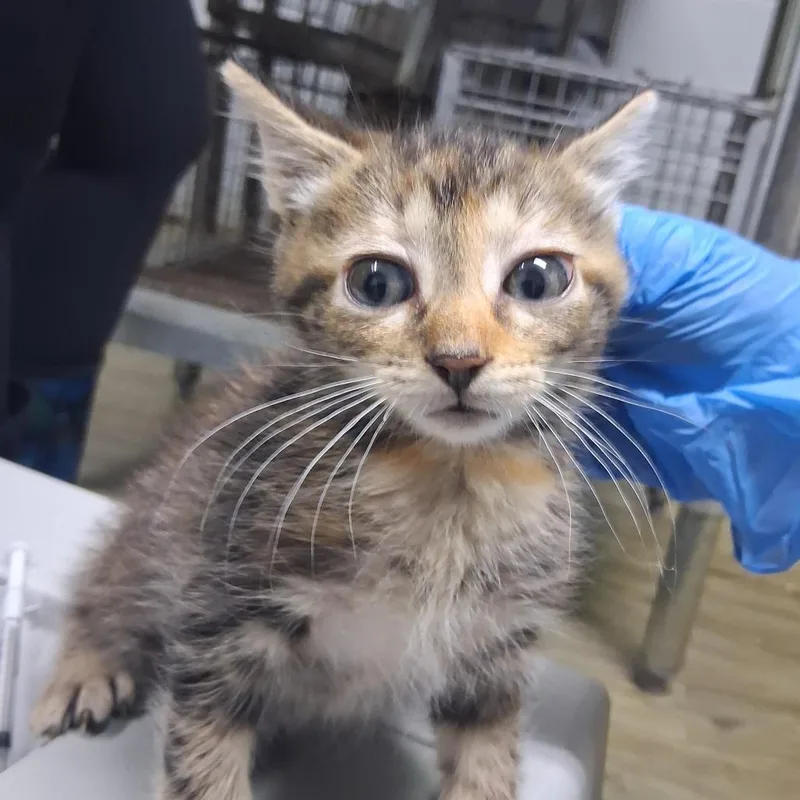 A baby small-sized female Domestic Short Hair cat named Kuromi @ Dorchester Road for adoption in Summerville, SC