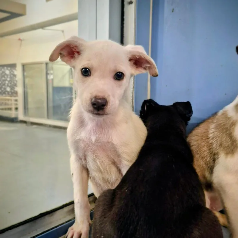 A baby small-sized male White / Cream Labrador Retriever dog named Shermain for adoption in South Elgin, IL