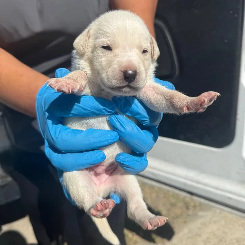 Shermain thumbnail 2