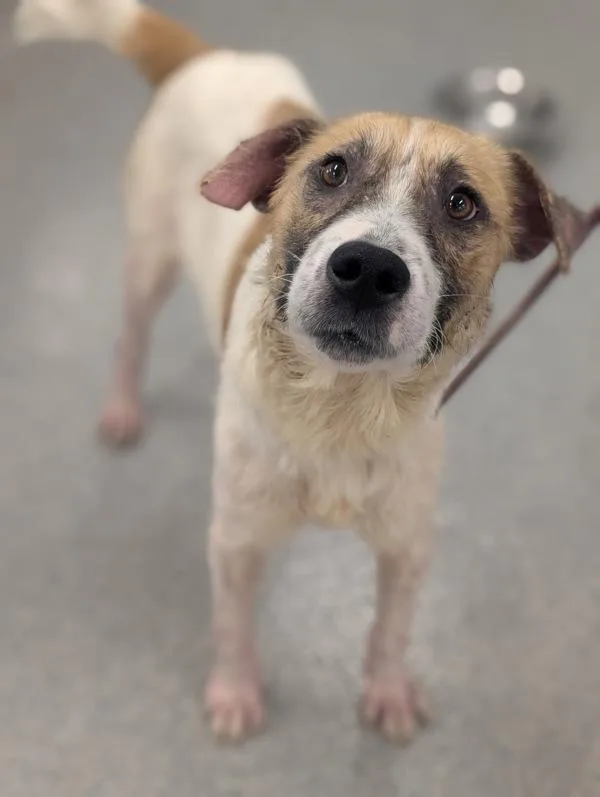 A young medium-sized male Brittany Spaniel dog named Liam for adoption in San Diego, CA