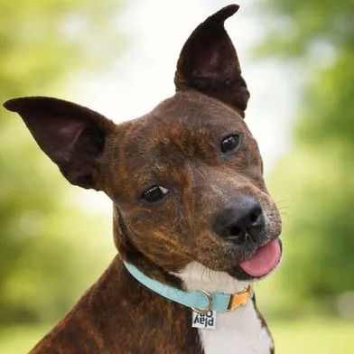 A baby small-sized male Brindle Dachshund dog named Brownie for adoption in Liverpool, TX