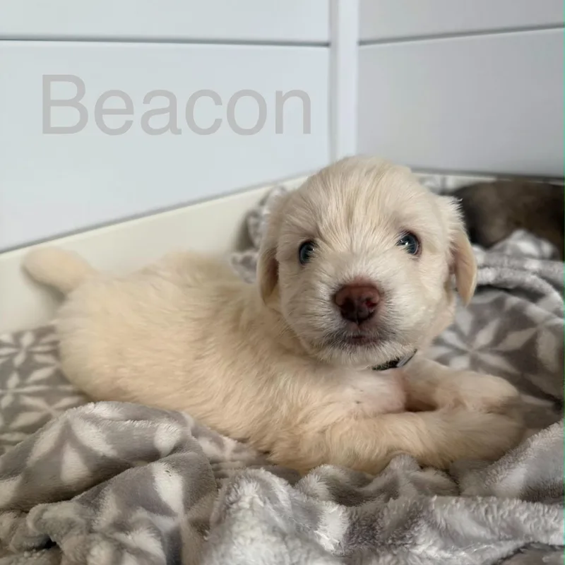 Beacon