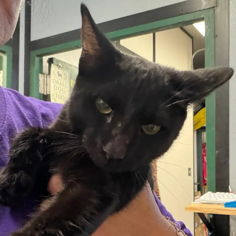 A young medium-sized male Black Domestic Short Hair cat named Fuego for adoption in Lake Jackson, TX