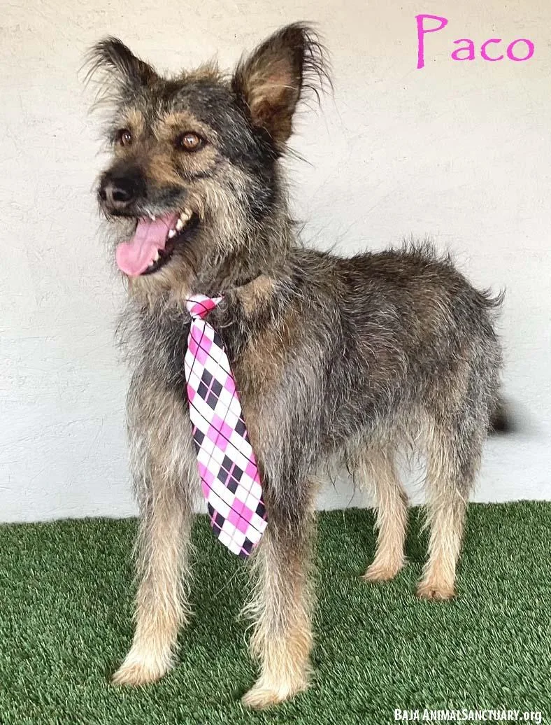 A young medium-sized male Black Picardy Sheepdog dog named Paco for adoption in San Diego, CA