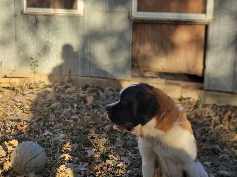 An adult extra large-sized female Saint Bernard dog named Haze for adoption