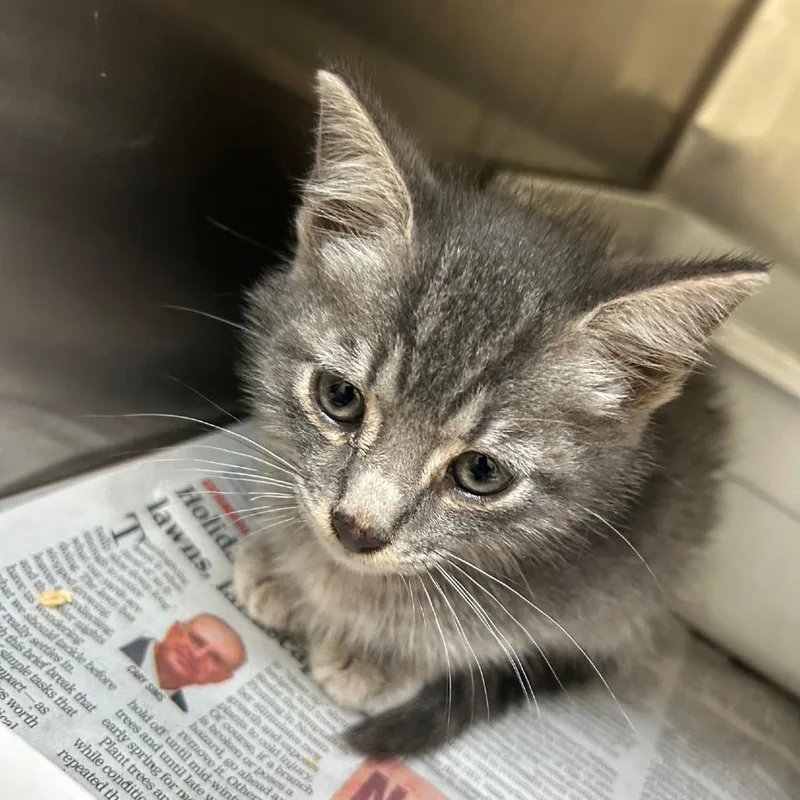 A baby small-sized male Gray / Blue / Silver Domestic Short Hair cat named Harley for adoption in Austin, TX